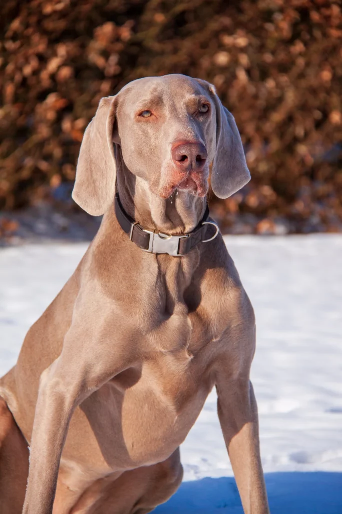 Weimaraner