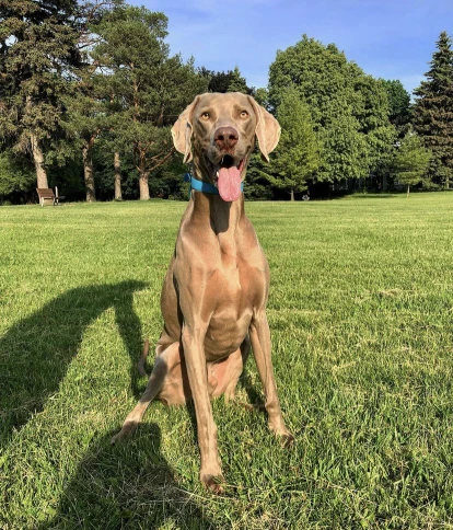 Weimaraner