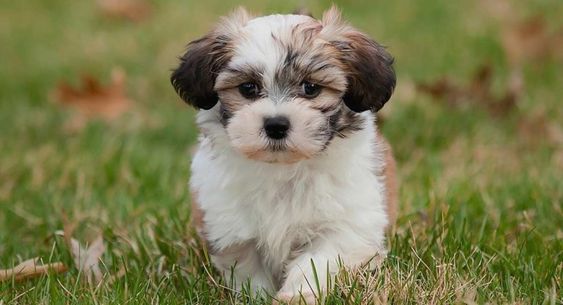 Shichon Dog