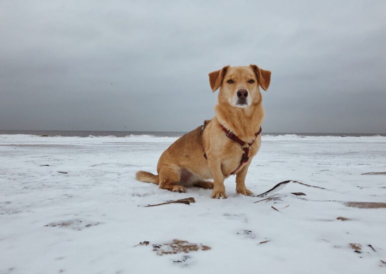 Corgidor