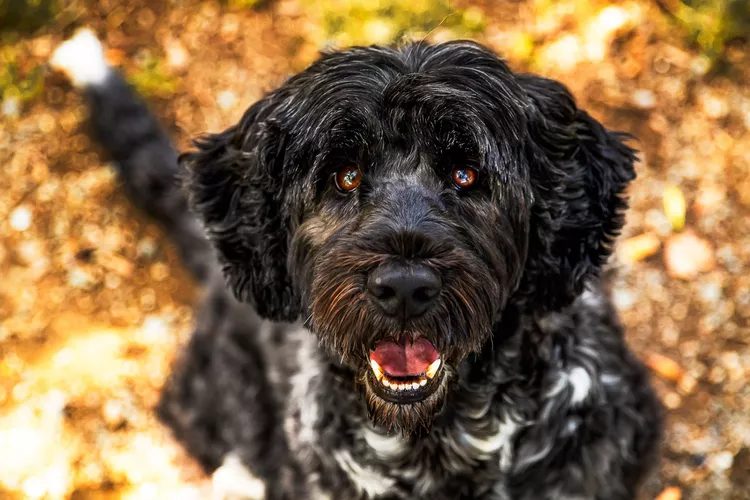 Portuguese Water Dog