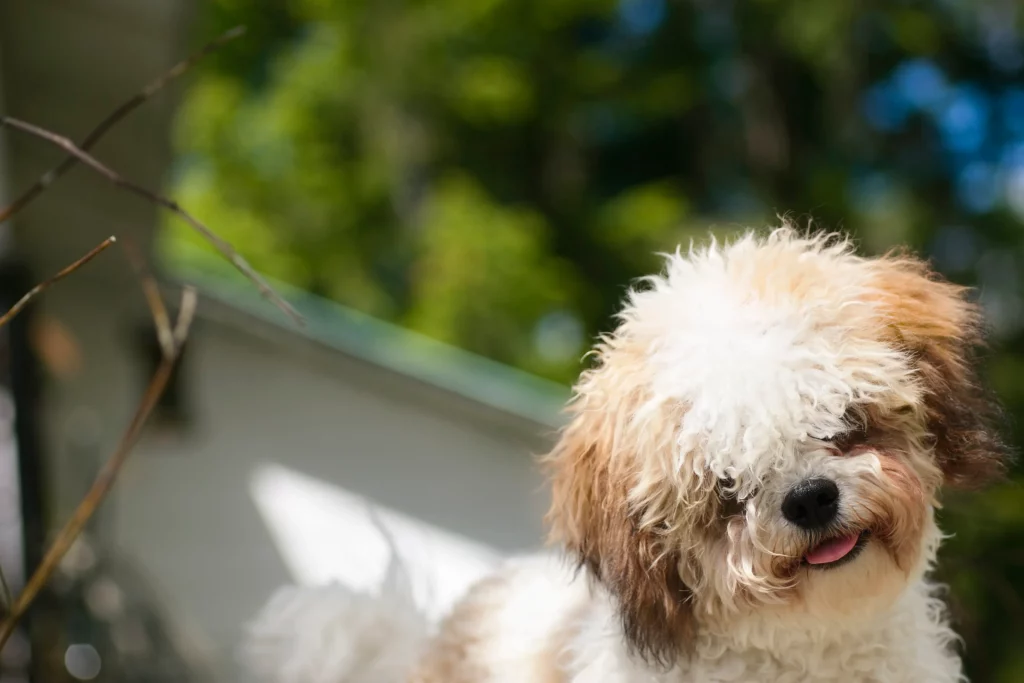 Shichon Dog