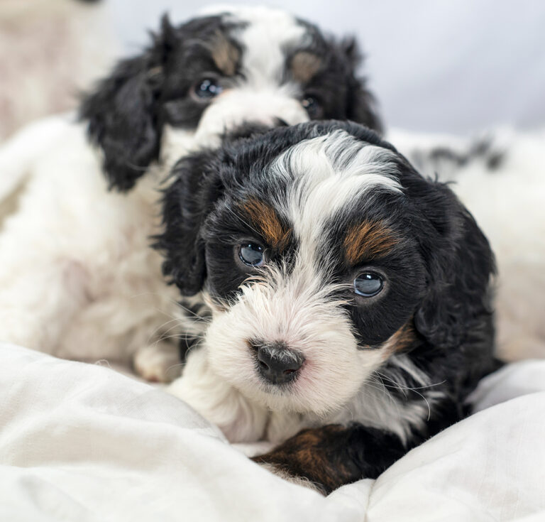 Top 5 Best Bernedoodle Rescue Maryland