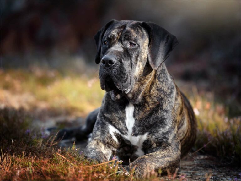 Perro De Presa Canario