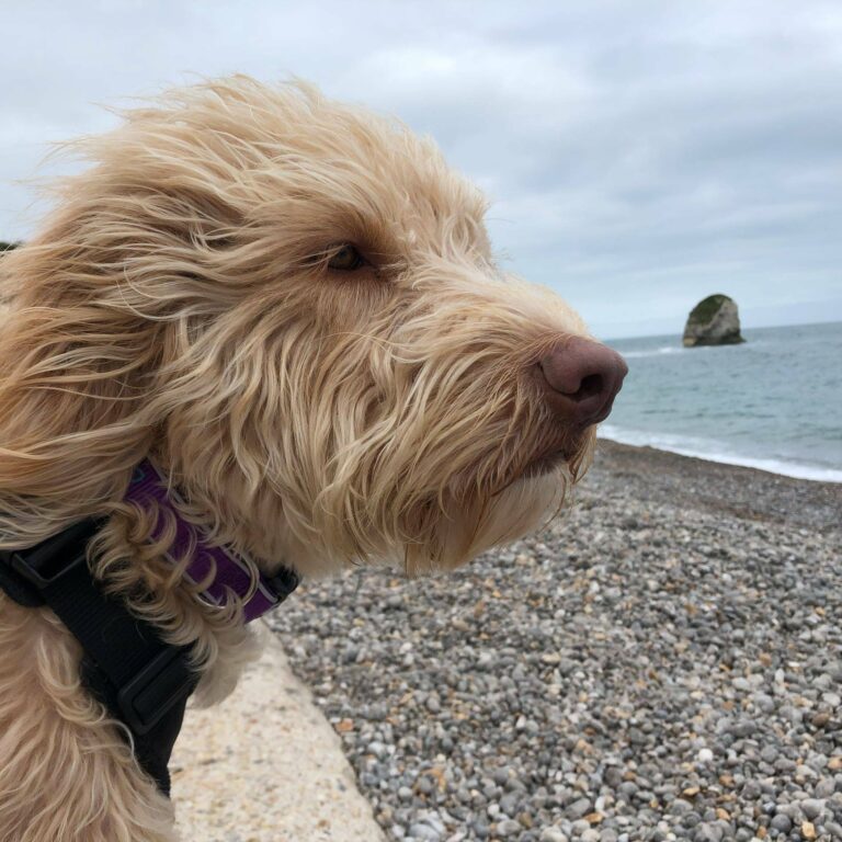 Top 5  Labradoodle Rescue Ohio