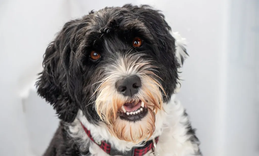 Portuguese Water Dog