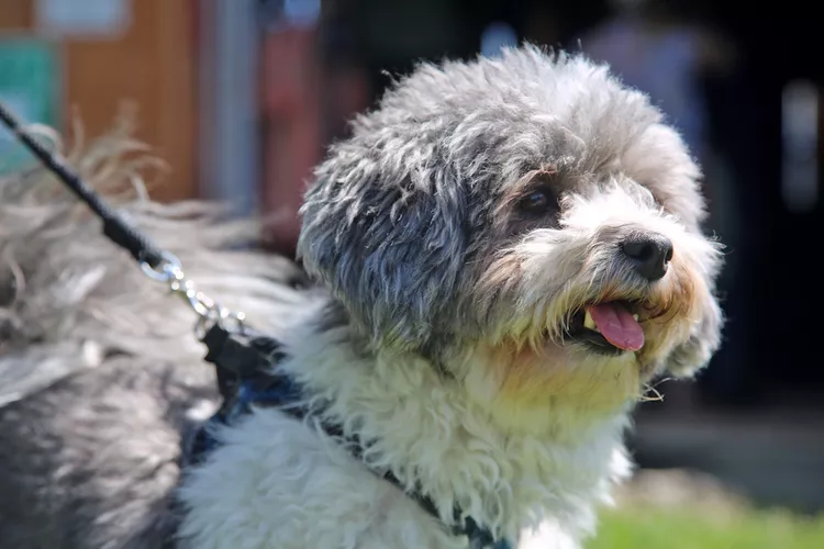 Shichon Dog