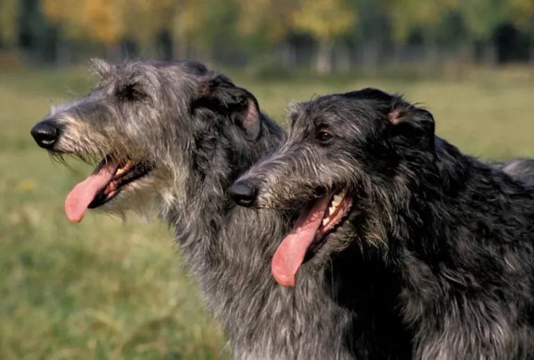 Scottish Deerhound