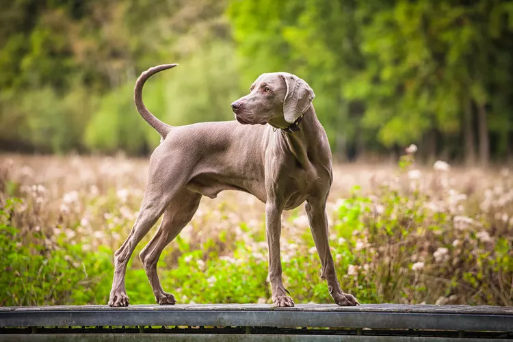 Weimaraner