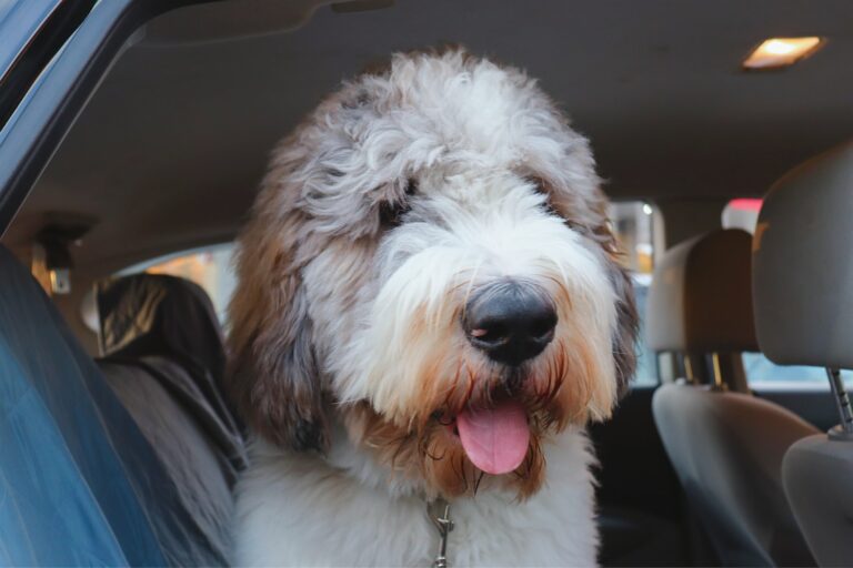 Saint Berdoodle