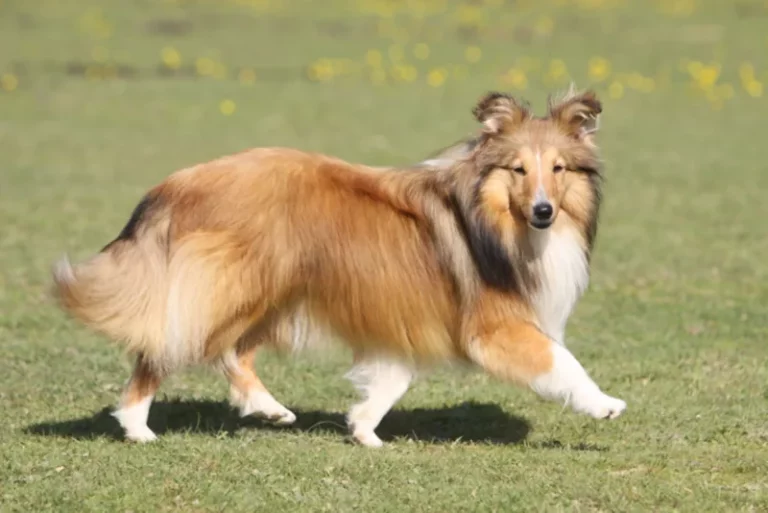Shetland Sheepdog