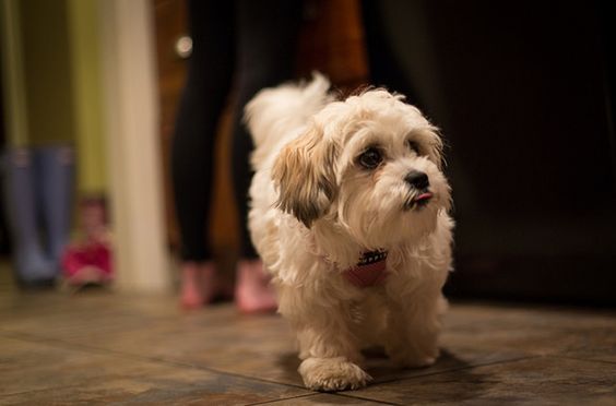 Shichon Dog