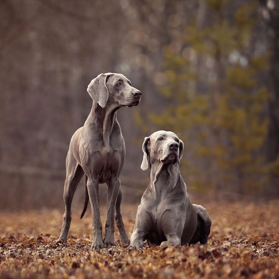 Weimaraner