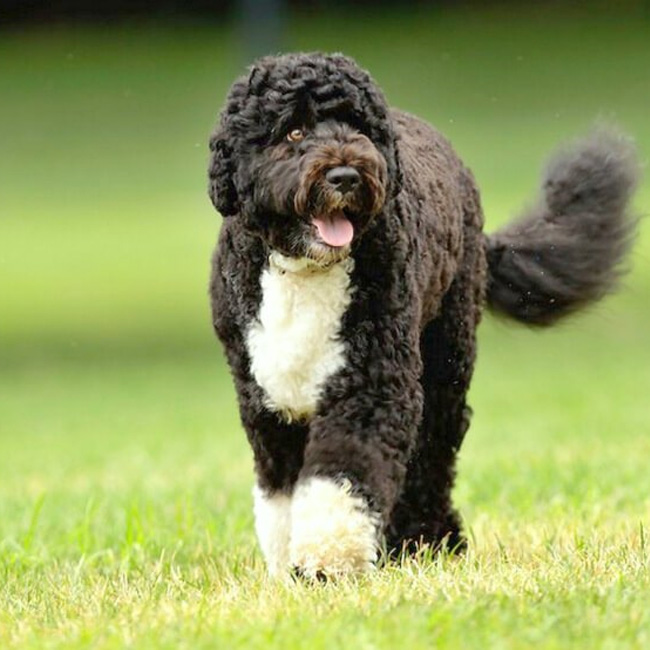 Portuguese Water Dog