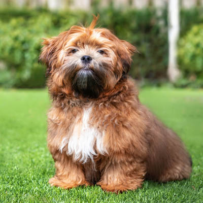 Shichon Dog