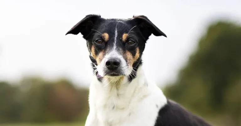 Rat Terrier