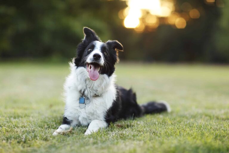 Border Sheepdog
