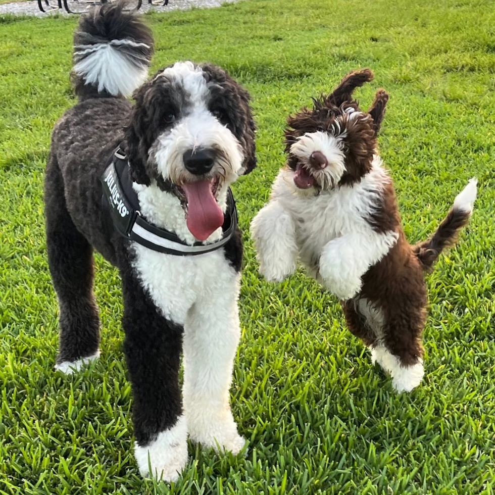 Portuguese Water Dog