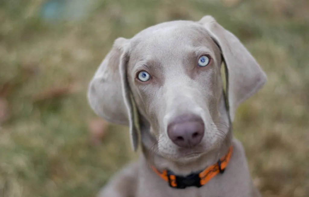 Weimaraner