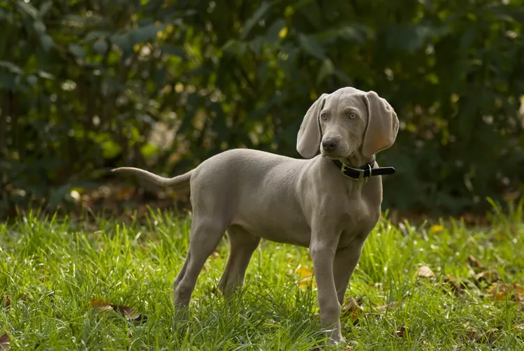 Weimaraner