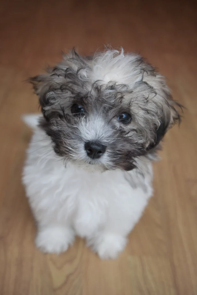 Shichon Dog