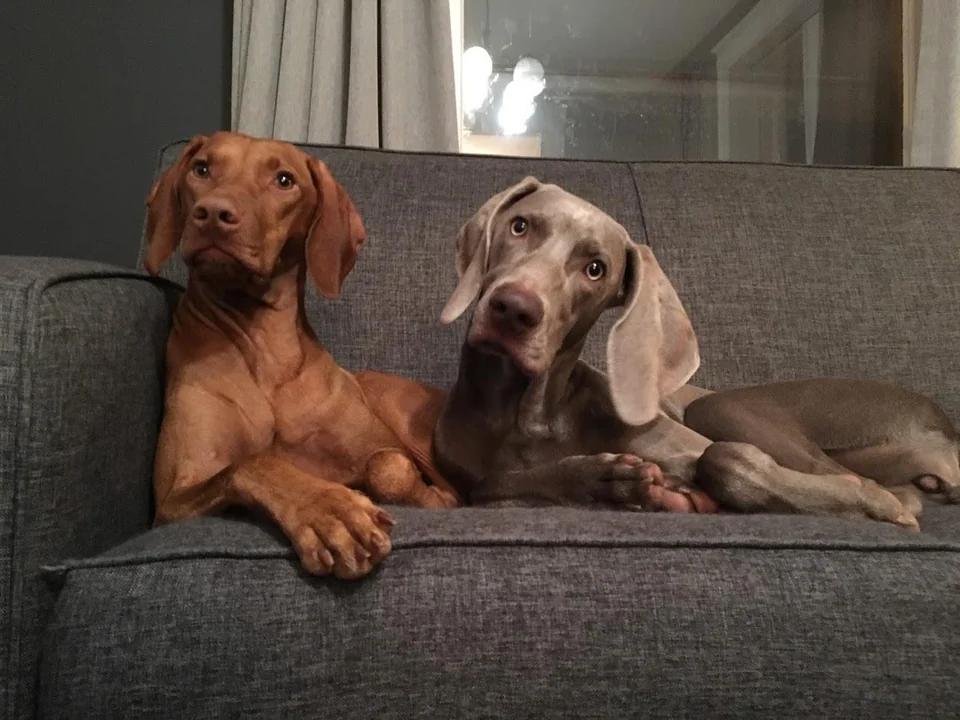 Weimaraner