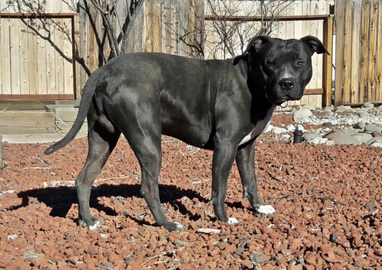 American Bandogge