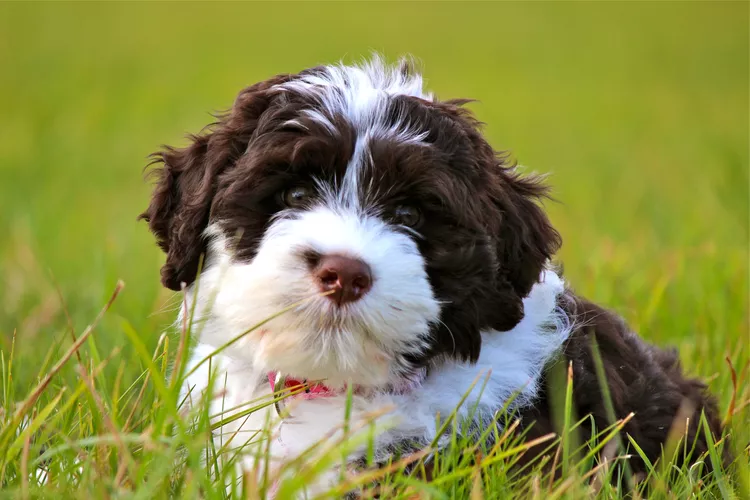 Portuguese Water Dog