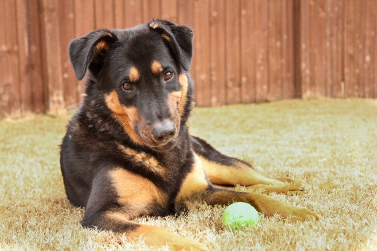 German Shepherd Rottweiler Mix