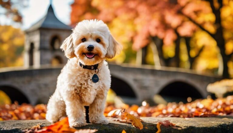 Maltipoo Rescues In Connecticut Discover the compassionate journey of rescuing Maltipoos in Connecticut, and how you can find your perfect furry friend amidst these efforts.