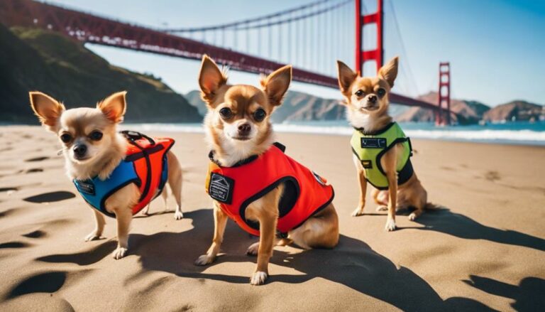 Chihuahua Rescues In California Yearning for love, California's Chihuahua rescues offer hope and healing, discover the journey of these tiny canines seeking their forever homes.