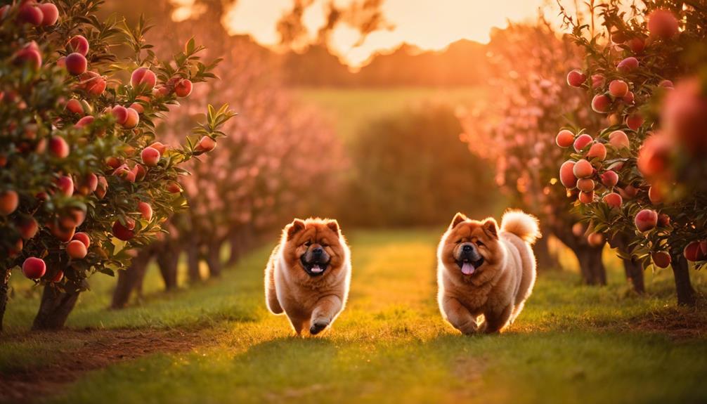 Best Chow Chow Rescues Journey into the heart of dedicated Chow Chow rescues, where every saved life tells a story of hope and transformation.