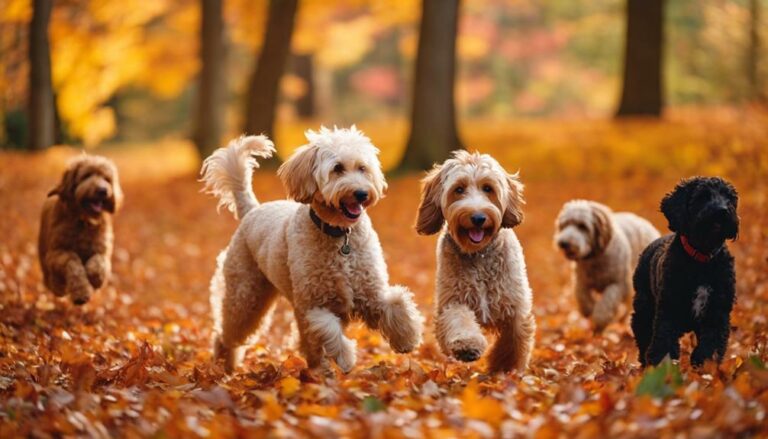 Labradoodle Rescues In Massachusetts Helping hands unite at Massachusetts Labradoodle rescues, where every saved dog has a tale that beckons the heart to learn more.