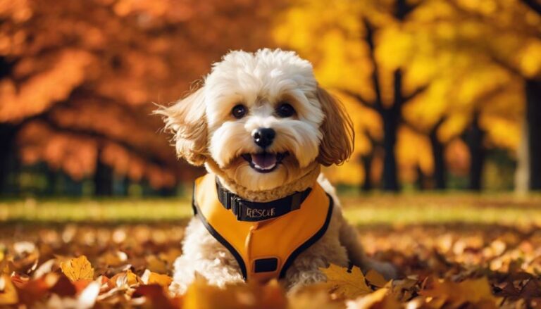 Maltipoo Rescues In Massachusetts Find out how Massachusetts Maltipoo rescues are transforming lives, offering hope and homes to these lovable mixes—discover their stories inside.