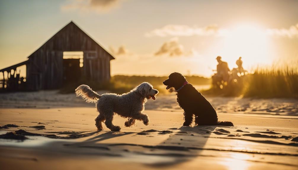 Bernedoodle Rescue In Florida Witness the heartwarming efforts of Florida's Bernedoodle rescue, where compassion meets action to save lives, and discover how you can help.