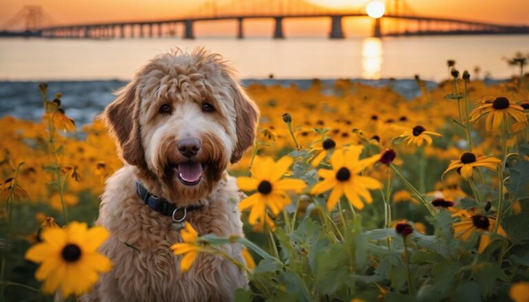 Labradoodle Rescues In Maryland Gain insight into Maryland's dedicated Labradoodle rescues, where every dog's story is a journey of hope and transformation waiting to be discovered.