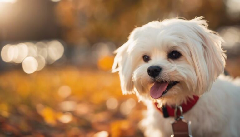 Maltese Rescues In New Jersey In New Jersey, dedicated Maltese rescues offer new beginnings, but the true impact on communities and adopters' lives remains to be discovered.