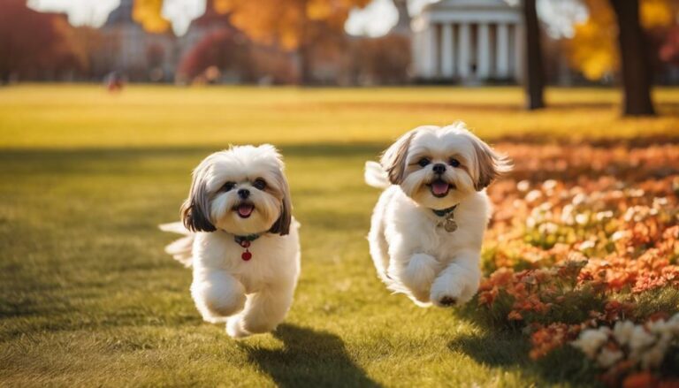 Shih Tzu Rescues In Illinois Navigate the heartfelt journey of Shih Tzu rescues in Illinois, where every furry friend seeks a forever home