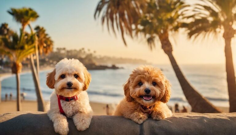 Best Maltipoo Rescues In California Yearning for a Maltipoo companion in California? Discover top rescues where love and care transform lives, and why...