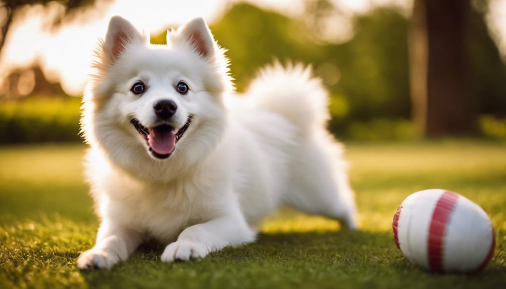 American Eskimo Dog