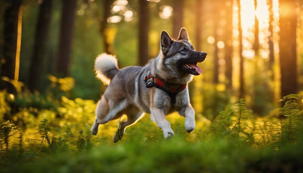 Norwegian Elkhound