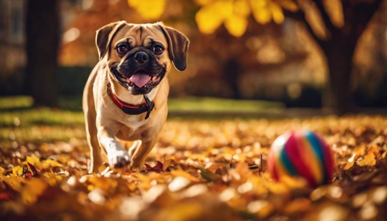 adorable crossbreed with wrinkles