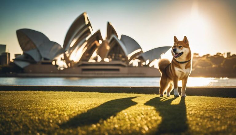 australian shiba inu breed